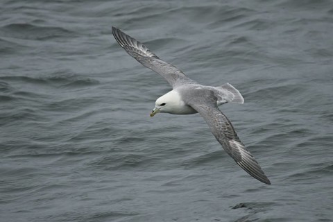 Northern Fulmar (Fulmarus glacialis) flying, offshore, Germany