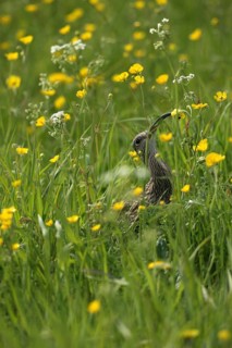 Eurasian curlew (Numenius arquata) pecking large insect from flowering buttercup (Ranunculus)