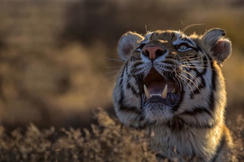 Bengal Tiger (Panthera tigris) adult portrait in morning light, captive, Philippolis, South Africa