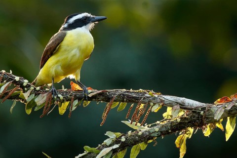 Great Kiskadee (Pitangus sulphuratus) perched on a branch, Costa Rica