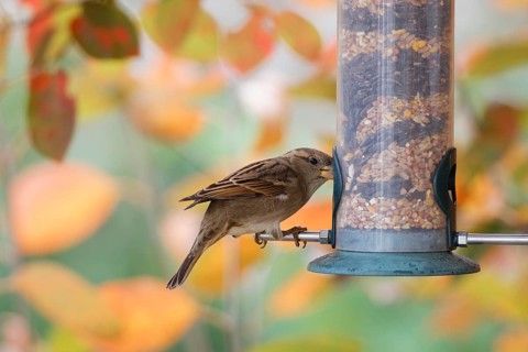 Sparrow eating seeds from a feeder. seasonal bird feeding. Bad Salzschlirf, Hessen, Germany