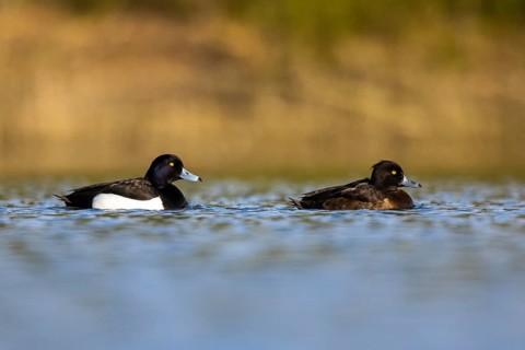 Tufted Duck (Aythya fuligula) pair, North Rhine-Westphalia, Germany