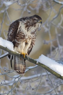 Mäusebussard, lat. Buteo buteo; in verschneiter Baumkrone sitzend; aufmerksam blickend; auf einem