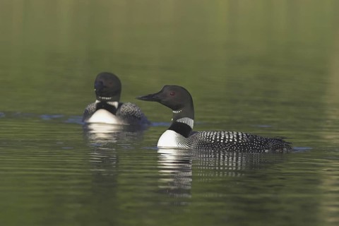 Great Northern Loon (Gavia immer), Ontario, Canada