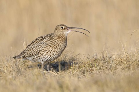 Grosser Brachvogel (Numenius arquata), Curlew, einzelner Altvogel, rufend, April, Insel Texel,
