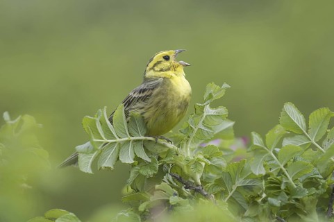 Yellowhammer (Emberiza citrinella) singing, Mecklenburg-Western Pomerania, Germany
