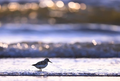 Sanderling (Calidris alba) on the beach with waves, Texel, North Holland, Netherlands