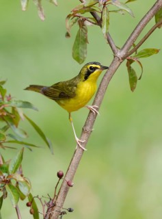Kentucky Warbler (Geothlypis formosa) male perched on a branch, Texas, USA