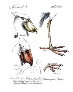 Animal kingdom, African blackbeak, natural history illustration of the shoebeak, Balaeniceps rex,