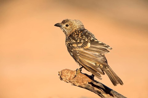 Spotted Bowerbird (Chlamydera maculata) perched on a branch, Queensland, Australia