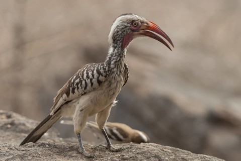 Western Red-billed Hornbill (Tockus kempi), Hwange, Zimbabwe