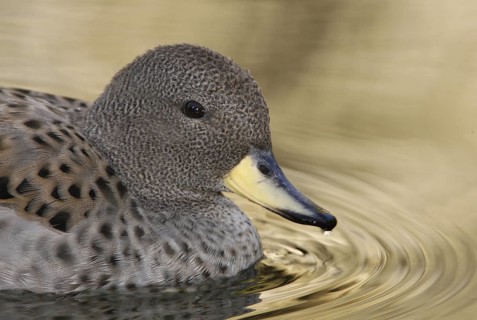 Yellow-billed Teal (Anas flavirostris), Arizona, USA