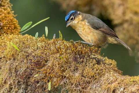 Blue-capped Ifrit (Ifrita kowaldi) perched on a branch in Papua New Guinea