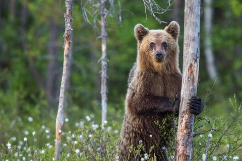 European brown bear (Ursus arctos), Europe, Scandinavia, Finland