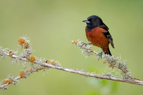 Orchard Oriole (Icterus spurius) male, Texas, USA