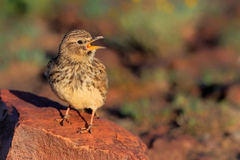 Bush Pipit (Anthus caffer), adult, on rocks, singing, Pilanesberg National Park, North West
