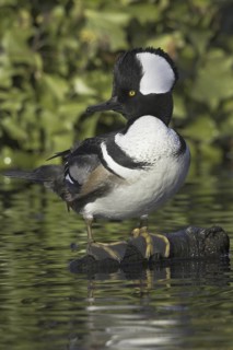 Hooded Merganser (Lophodytes cucullatus) male, British Columbia, Canada