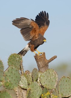 Harris's Hawk (Parabuteo unicinctus) perched on a stump, Texas, USA