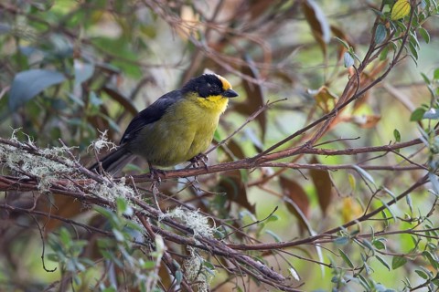 Pale-naped Brushfinch (Atlapetes pallidinucha papallactae) perched on a branch, Caldas, Colombia