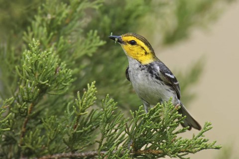Golden-cheeked Warbler (Setophaga chrysoparia) female, Texas, USA