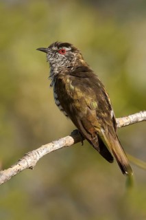 Little Bronze Cuckoo (Chrysococcyx minutillus) male, Western Australia, Australia