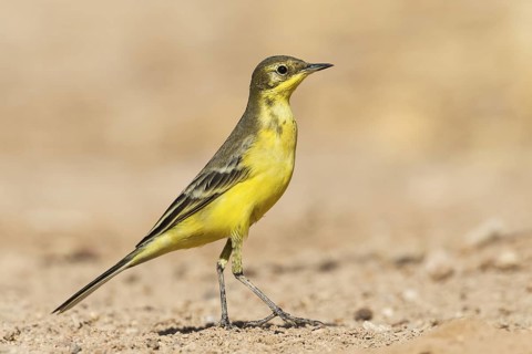 Western Yellow Wagtail (Motacilla flava), Eilat, Israel