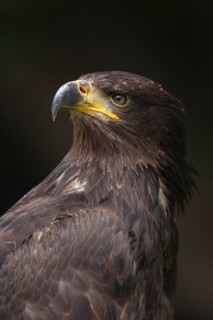 White tailed sea eagle (Haliaeetus albicilla) juvenile bird head portrait, England, United Kingdom