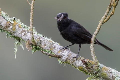 Velvety Black Tyrant (Knipolegus nigerrimus) perched on a branch in the Atlantic rainforest of