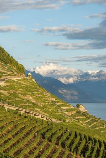 Vineyard terraces under the golden sunlight in the Lavaux region, overlooking the serene Lake