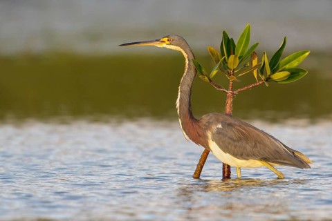 Tricolored Heron (Egretta tricolor) feeding in a lagoon in Cuba