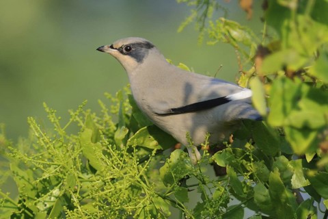 Grey Hypocolius (Hypocolius ampelinus), India