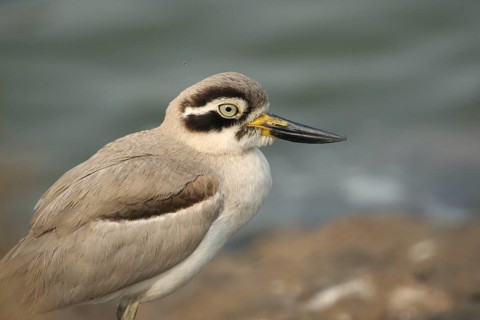 Great Stone-curlew (Esacus recurvirostris), Rajasthan, India