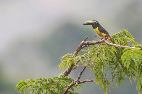 Lettered Aracari (Pteroglossus inscriptus) perched on a branch in Ecuador, South America