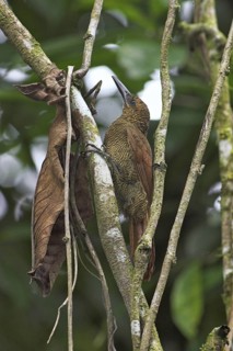Amazonian Barred Woodcreeper (Dendrocolaptes certhia), Costa Rica