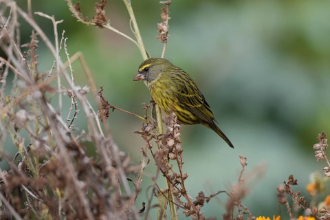 Black-chinned Seedeater (Crithagra scotops), Forest Seedeater, adult, male, foraging, on wait,