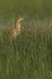 Squacco Heron (Ardeola ralloides), Lesvos, Greece