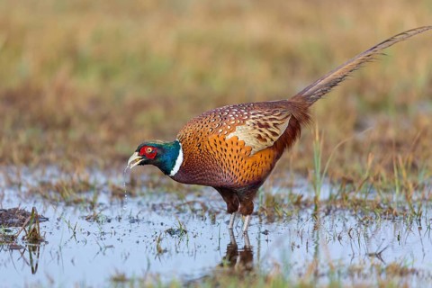 Pheasant, cock, male, (Phasianus colchicus), animals, birds, chicken family, centrapole, Kutno,