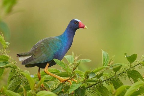 Purple Gallinule (Porphyrio martinica), Ecuador