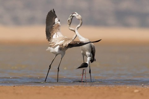 Greater Flamingo (Phoenicopterus roseus), Morocco
