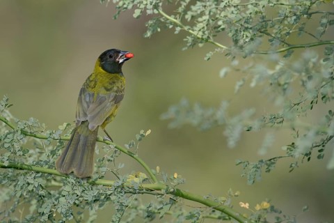 Crimson-collared Grosbeak (Rhodothraupis celaeno) female eating red berry, Texas, USA