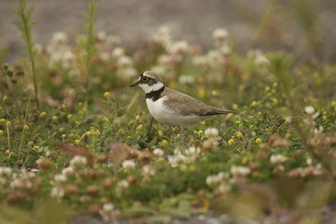 Little Ringed Plover (Charadrius dubius), Lower Saxony, Germany