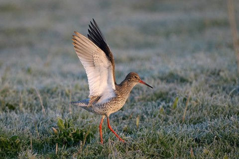 Rotschenkel (Tringa totanus), Redshank, balzendes Maennchen, mit Rauhreif, morgens, April, Insel