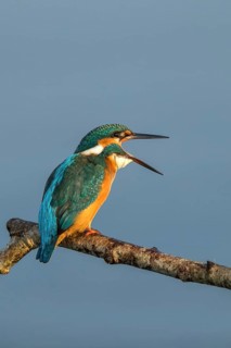 Common Kingfisher (Alcedo atthis) female regurgitating pellet, Mecklenburg-Western Pomerania,