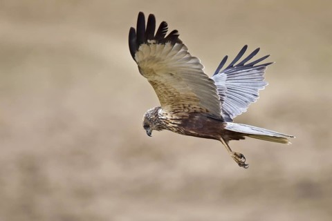 Western Marsh Harrier (Circus aeruginosus) flying, Masai Mara, Kenya