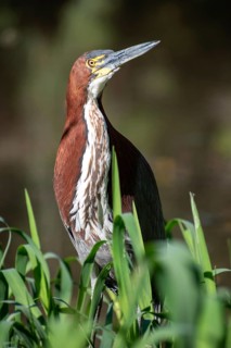 Marbled heron (Tigrisoma lineatum) seen in a marshy area in the Reserva Ecologica Ciudad
