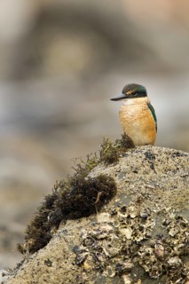 New Zealand kingfisher (Todiramphus sanctus vagans)