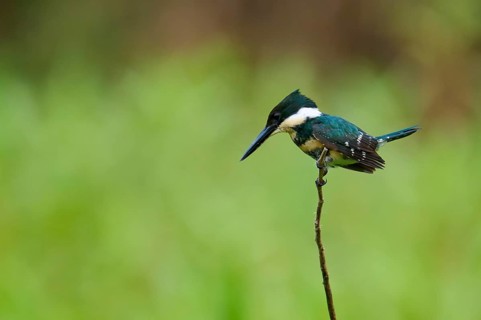 A kingfisher balancing on a thin branch, surrounded by a soft green background, Green Kingfisher