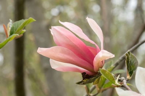 Magnolia (Magnolia 'Sunset Swirl'), Arboretum calf, Germany