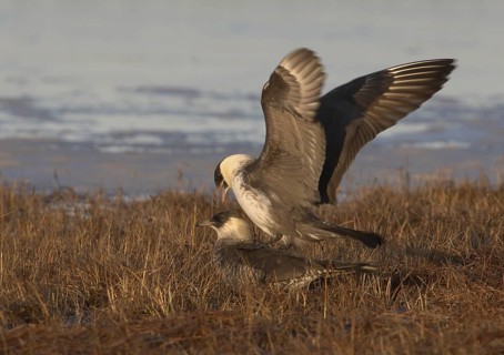 Pomarine Skua (Stercorarius pomarinus) pair mating, Alaska, USA