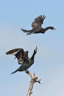 Double-crested Cormorant (Phalacrocorax auritus), Texas, USA